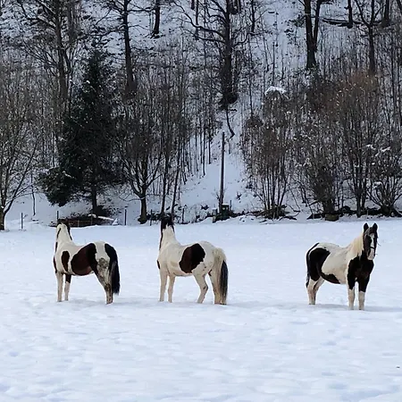 La Betulla - Vicino Al Lago, Vicino Alle Montagne *