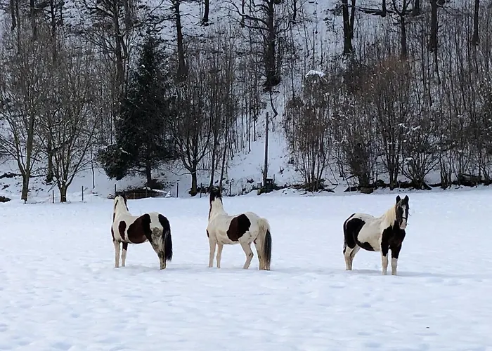 La Betulla - Vicino Al Lago, Vicino Alle Montagne *